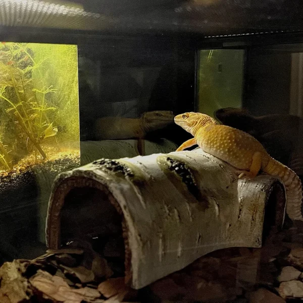 Pets Lizard Turtle Reptile Hide Cave Habitat Shelter Resin Tree Bark Amphibians Landscape Reptiles Box Dodge Hole Decoration - Image 6